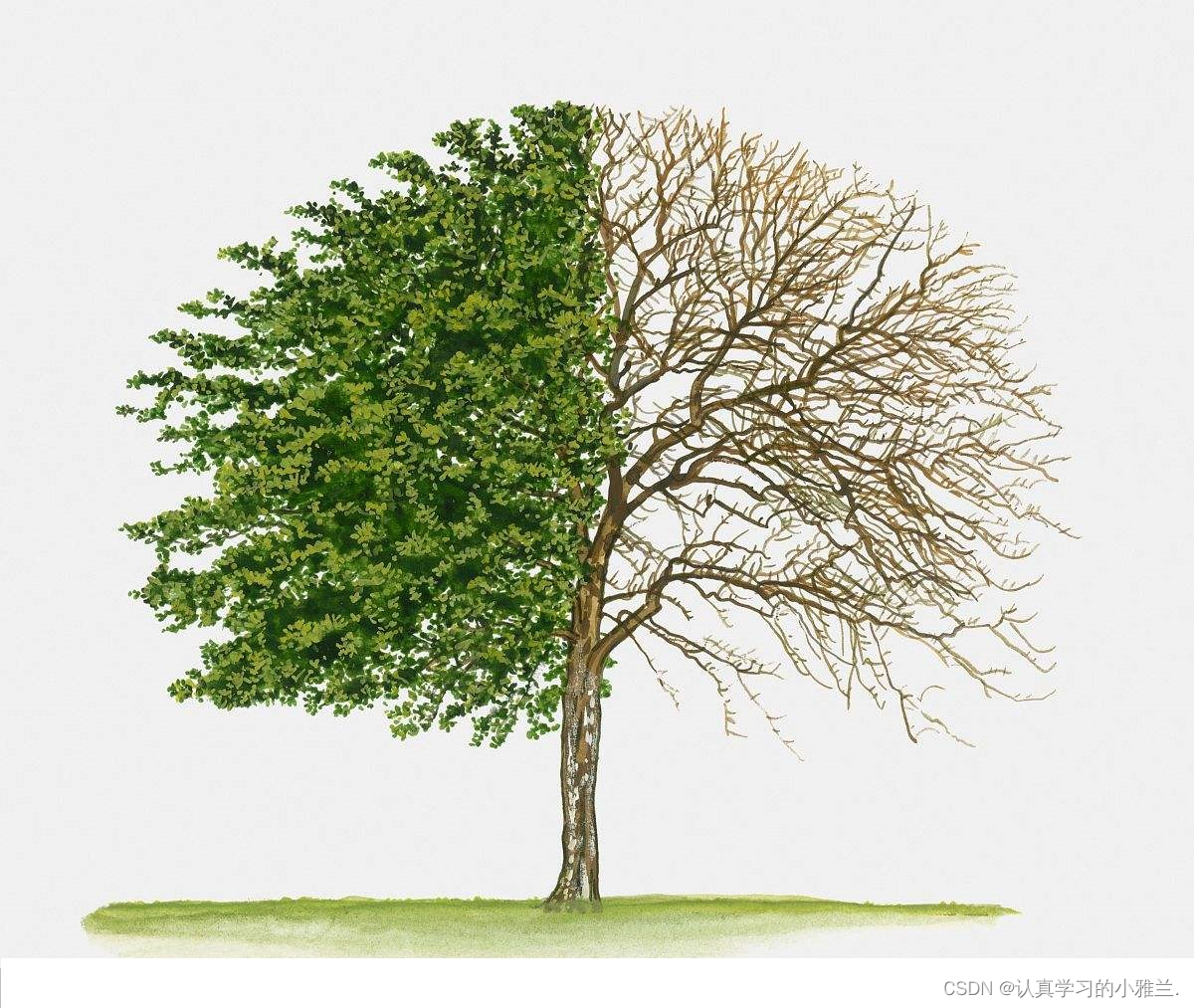 树——“数据结构与算法”