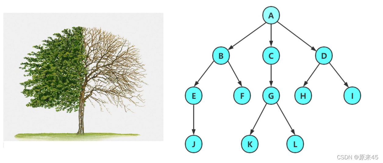 树和二叉树 （C语言）《数据结构与算法》