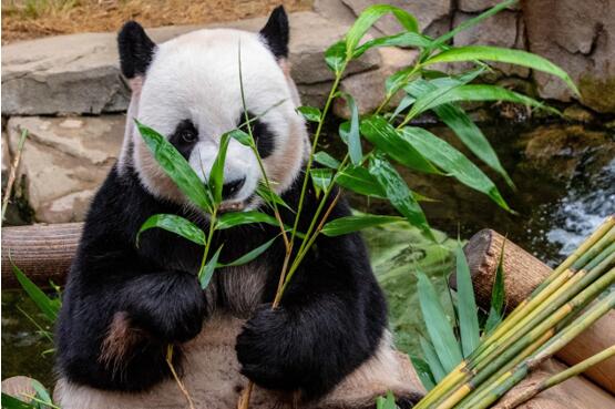 Pandas的五项高级功能及使用方法